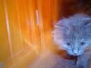 kitty.jpg